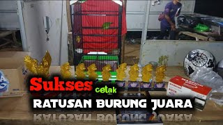 CETAK RATUSAN EKOR CUCAK IJO JUARA ‼️ KALIAN KAPAN!!!?