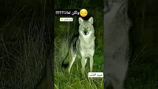 صيد الذئب _ wolf hunting #بدون تعليق #no comments