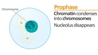 Icmr most important topic of Mitotic cell division (Prophase) #icmr #nta