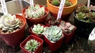 Echeveria vs. Sempervivum vs. Aeonium vs. Graptopetalum vs. Graptoveria