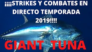 RESUMEN "BIG GAME" EMOTIONAL FISHING vs ATUN GIGANTE