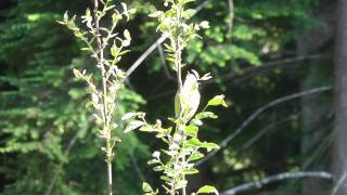 Orange-crowned Warbler singing