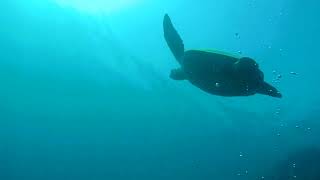 turtles in Moalboal!