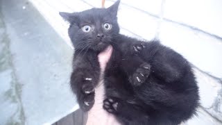 Gray mama cat and her black kittens