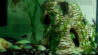 My home aquarium