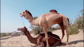 camel meeting action