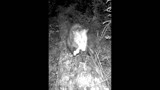 🦊Neighbor's Are Having a Party, While This Opossum Has His Own Delicious Snack #shorts #trailcam