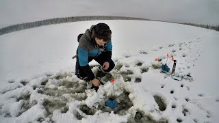 Ловим окуней, корюшку, сига. Ставим жерлицы на щуку./we fish perch, smelt, whitefish.