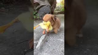 Awww little puppy#viral #youtubeshorts #doglover