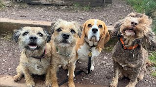 Monday Morning Madness - 6 Dogs - Crighton Pet Services is live