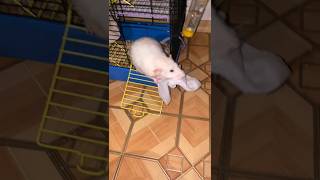 ЗАПАСЛИВАЯ КРЫСА РУФУС #крыса #крыска #rat #руфус #домашняякрыса #дрессировка #крыс #мышь