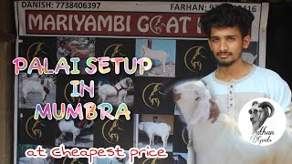 OPEN PALAI SETUP IN MUMBRA | PATHAN GOATS | MARIYAMBI GOAT FARM| MUMBRA |