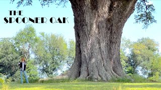 Is South Georgia's "Spooner Tree" The Largest Oak Tree In The World?