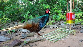 Awesome Quick Wild Chicken Trap Using Bottle - Easy Wild Chicken Trap