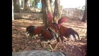 Chicken sibling fight for win | roster fight | chicken fights