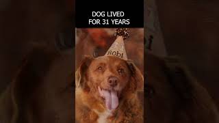 The oldest dog on earth has died #animal #dogs #interestingfacts #documentary #history