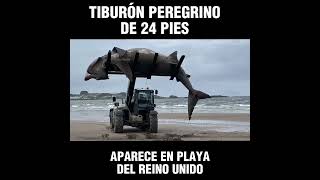 TIBURÓN PEREGRINO DE 24 PIES APARECE EN PLAYA DEL REINO UNIDO