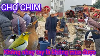 CHỢ CHIM CẢNH KHÔNG NHANH TAY LÀ BỊ NGƯỜI KHÁC LẤY LUÔN KHÔNG CẦN XEM CHIM