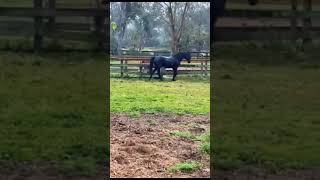 🐴 #APBEAUREGARD #STALLION #WOWHORSE #HORSEWORLD #HORSELIFE