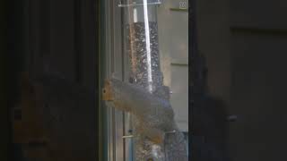 Squirrel | Tube Feeder 1   #shorts #fyp #squirrel