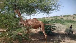 متعة الجمل والغابة#animals #camel #viralvideo #villagelife