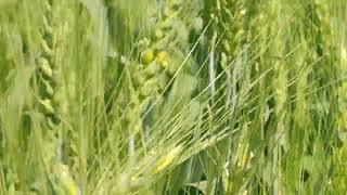 गहू ओम्बी (लोंबी) आवस्था .                                           #wheat #pomogranate #flowers