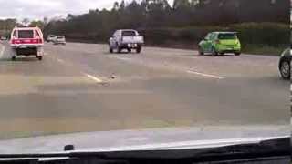 Pigeon hauling ass on Pacific Motorway