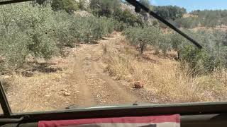 WWII Willys MB Cruising at Olive Groves.