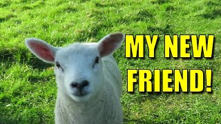 Aw Sweet - Meet my new Lamb friend!