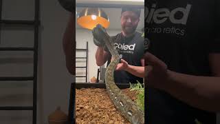 Snake Life #shorts #snake #animals #pets #outdoors #wildlife  #reptiles #youtubeshorts #snakes