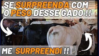 SE SURPREENDA COM O PESO DESSE GADO  !