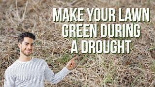 Fixing brown lawn in drought conditions #lawncare #savewater #lawnhack