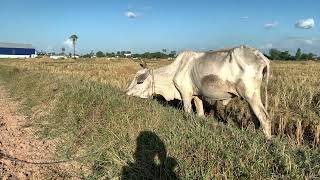 Farm Animal Sounds - Cow, Sheep, Cat, Dog, Chicken - Animal Moments