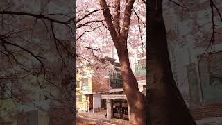 Somewhere in S Korea, cherry blossom everywhere