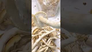 Pioppino Mushroom - When to Harvest?  #shorts