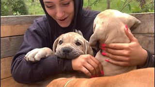 2  Minutes of Boerboel Puppy Heaven #puppy #shortvideo #trending