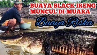 BUAYA BLACK IRENG MUNCUL DI MUARA BUAYA RISKA !?