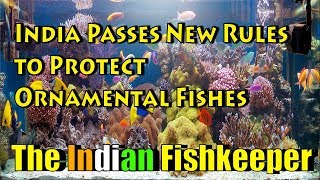 BREAKING NEWS | India Passes New Rules to Protect Ornamental Fishes