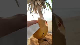 The process of villagers skillfully cutting coconuts