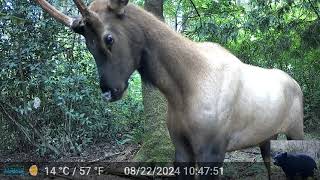 Elk in Front of Our Camera