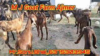 Farming Goat's ! सिरोही गुजरी अजमेरी ! 20se30 kg @Mjfarmingvlogs #qurbani #goats