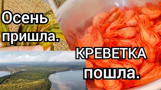 Осень пришла. КРЕВЕТКА пошла. Рыбалка на Сахалине.