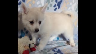 Pomsky Puppy Rosie