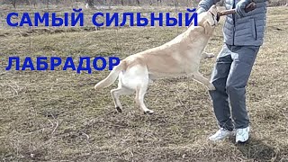 Самый сильный Лабрадор)