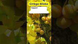 Ginko Biloba Health Benefits Herbal Plant #holistic #ginkobiloba #herbalmedicine