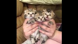 click if you're a cat lover!