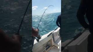 Barracuda Fishing. #Miami Suscribe