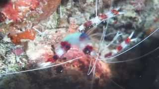 Banded Boxer Shrimp