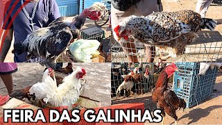 FEIRA DAS GALINHAS ARAPIRACA-AL #nordeste TRADIÇÃO E COM BASTANTE AVÉS NO PREÇO BAIXO (03-06-2024)