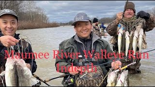 Maumee River Walleye Run Indepth